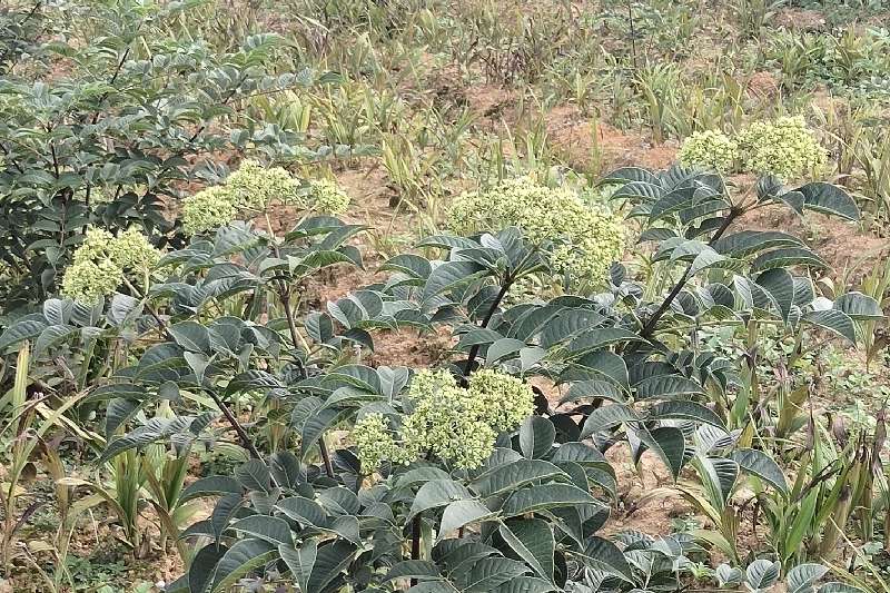 州马关县  店铺简介:马关荣澄商贸有限公司:本公司以中药材种植及加工