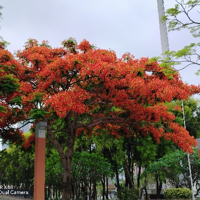 商家头像