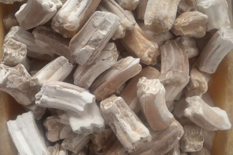 龙骨经营地址:广西玉林市玉州区店铺简介:专卖龙骨,条牙,青龙牙,龙齿