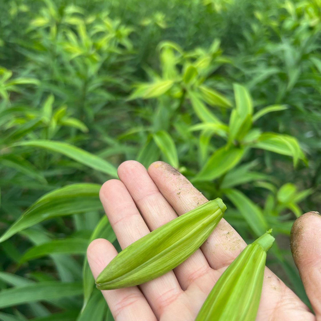 商家头像