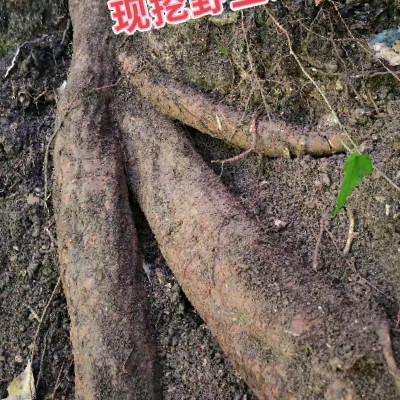 商家头像