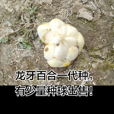 商家头像