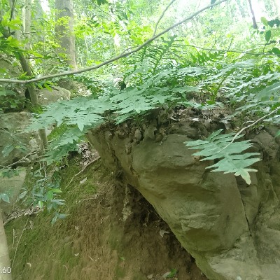 商家头像
