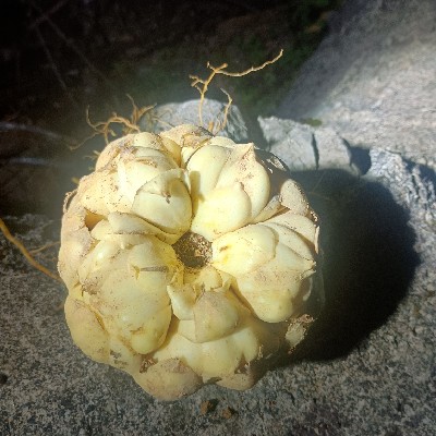 商家头像