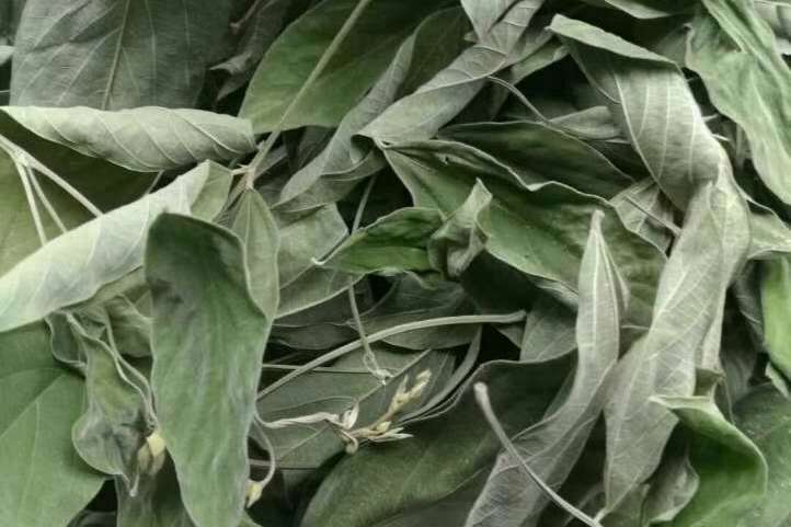 红河县莲花大道店铺简介:云南药用型木豆种植基地直供股骨头坏死,肾