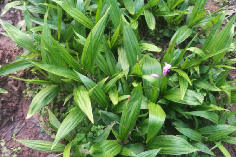 地址: 四川省南充市高坪区  店铺简介:蓬安龙溪种养专业合作社主营