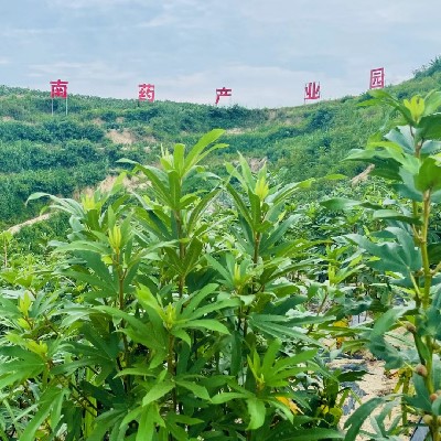 商家头像