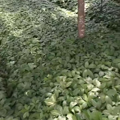 商家头像