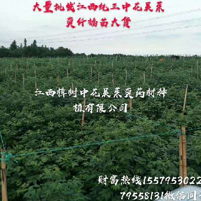 商家头像
