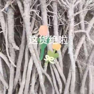 商家头像