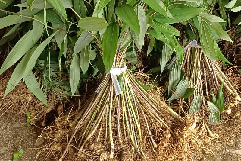 湖南湘腾中药材种植专业合作社店铺标识:联系电话:18163826838主营