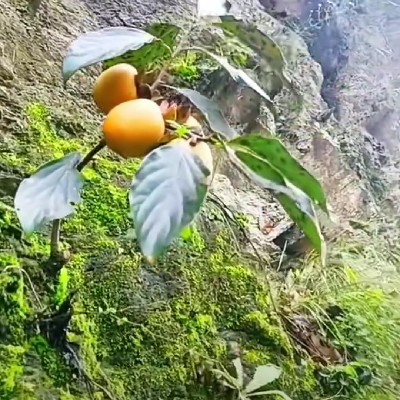 商家头像