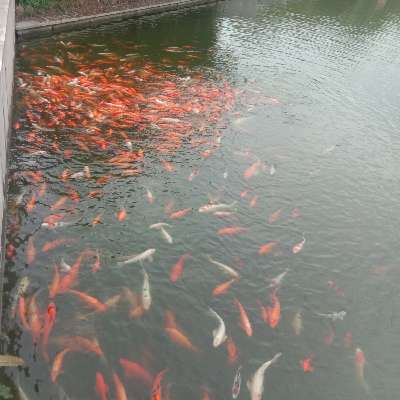 商家头像
