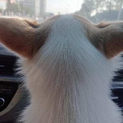 商家头像