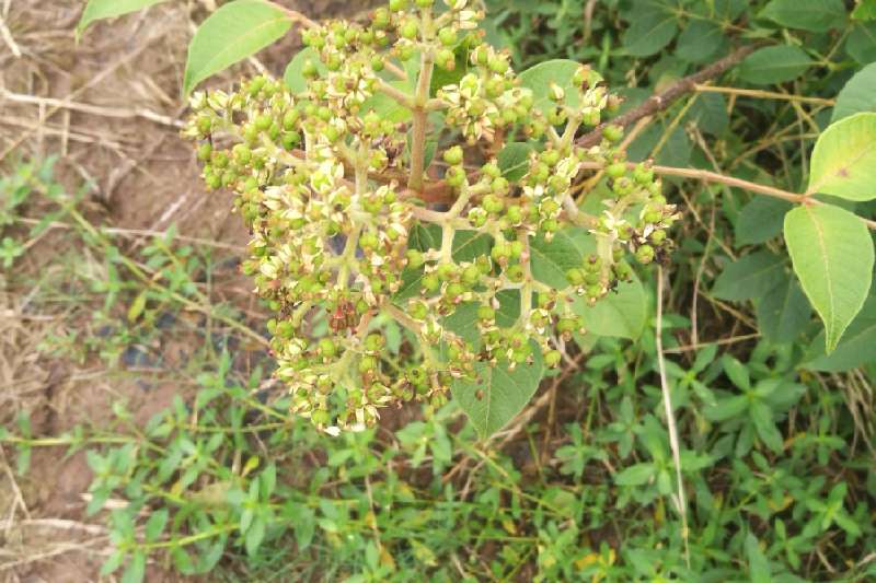 地址: 四川省南充市高坪区  店铺简介:蓬安龙溪种养专业合作社主营