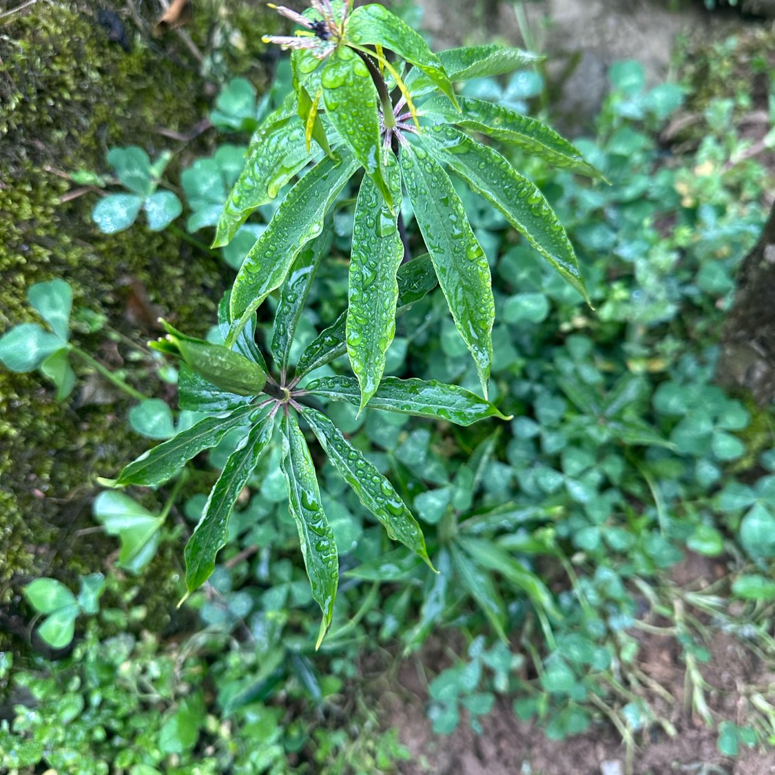 商家头像