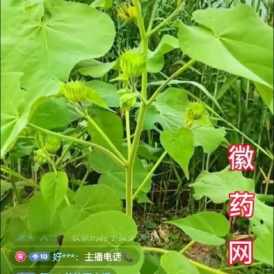 商家头像