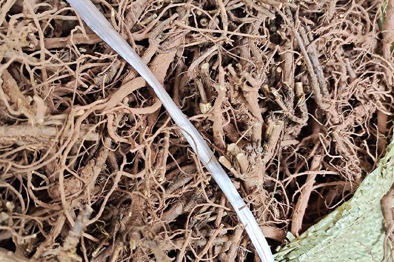 店铺简介:产地自产自销:柴胡饮片,柴胡困子,柴胡根,带根柴胡,滇柴胡