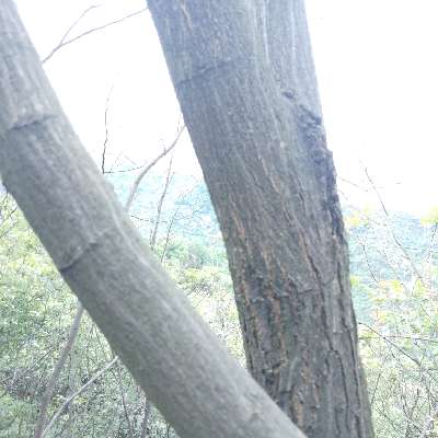 商家头像