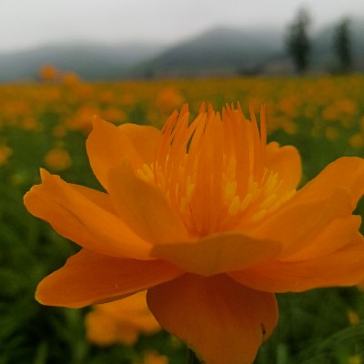 商家头像