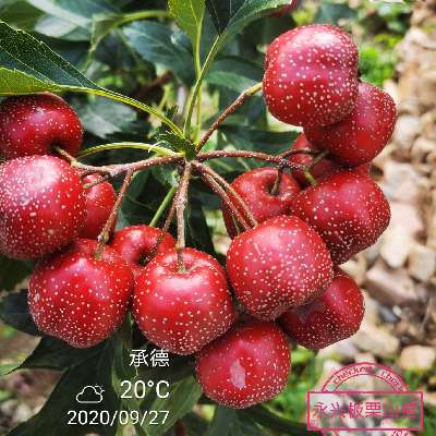 商家头像