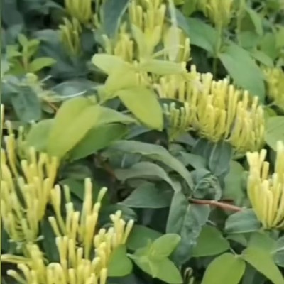 商家头像