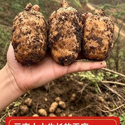商家头像