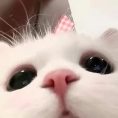 商家头像