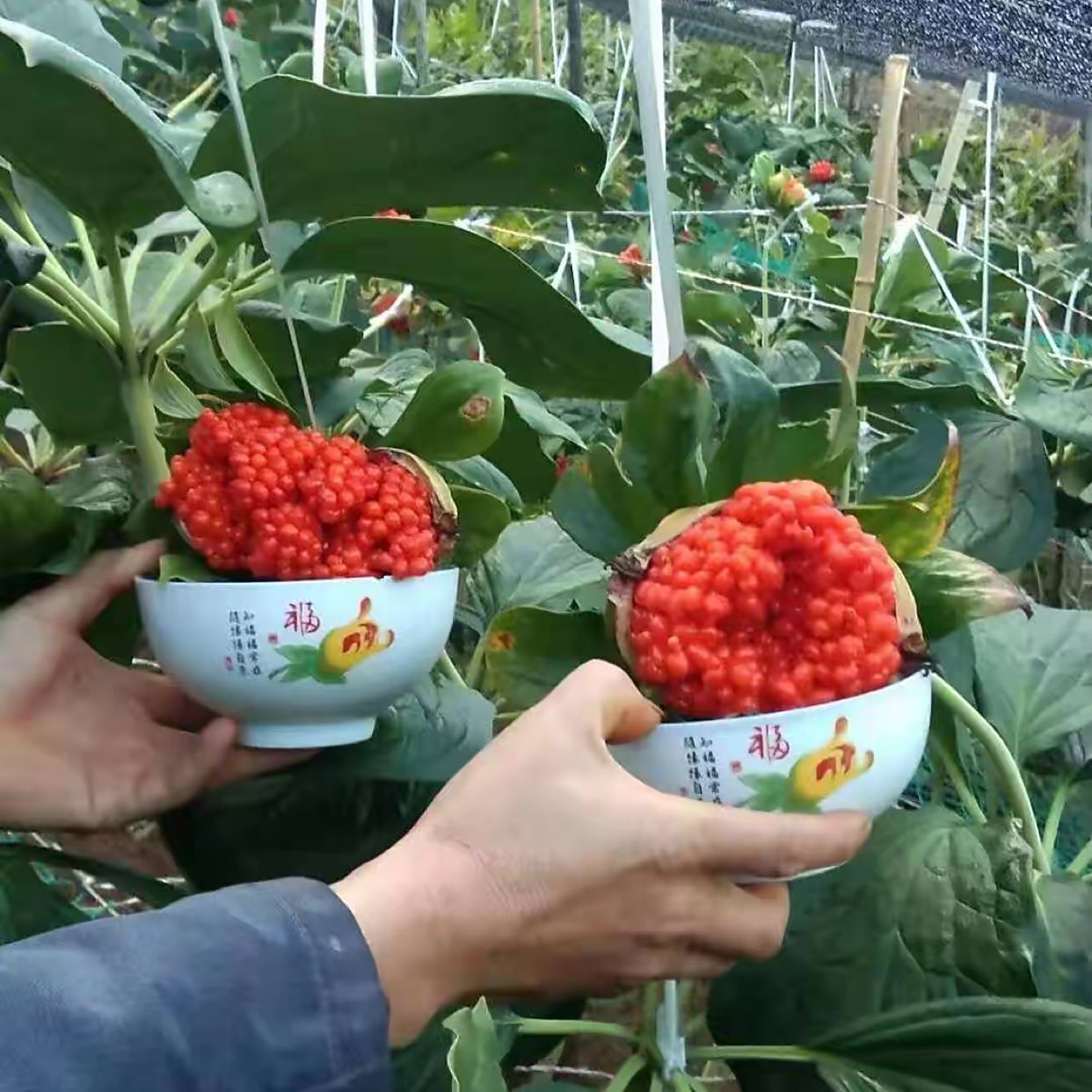 用户头像
