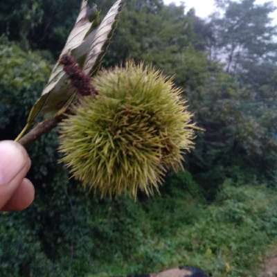商家头像