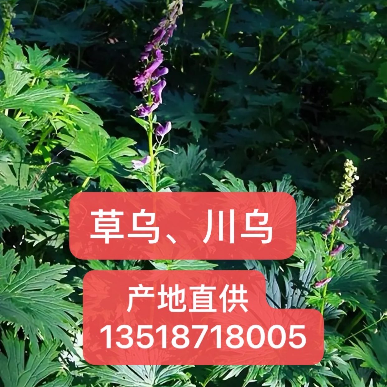 商家头像