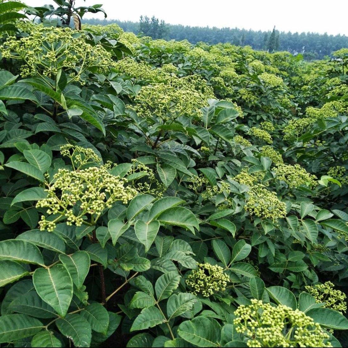 湖南嶽陽縣吳茱萸價格迅速反彈