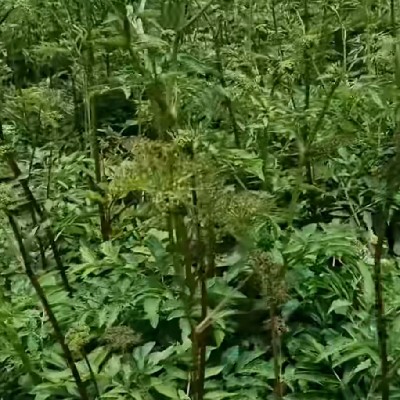 商家头像