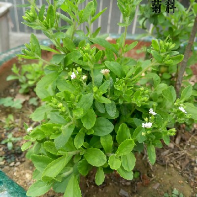 商家头像