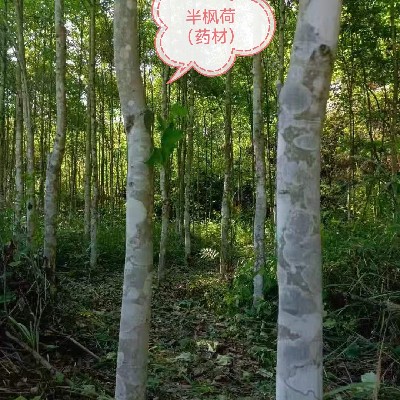 商家头像