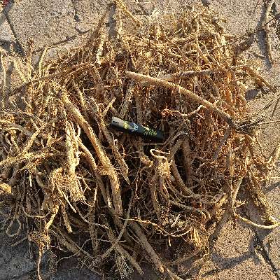 内蒙古赤峰牛营子防风新货多不足干